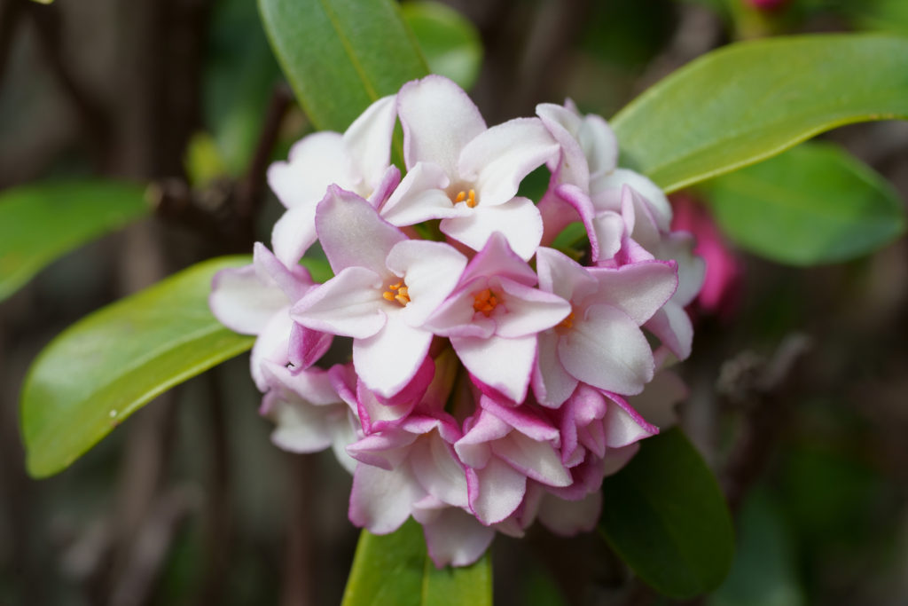 flower-image